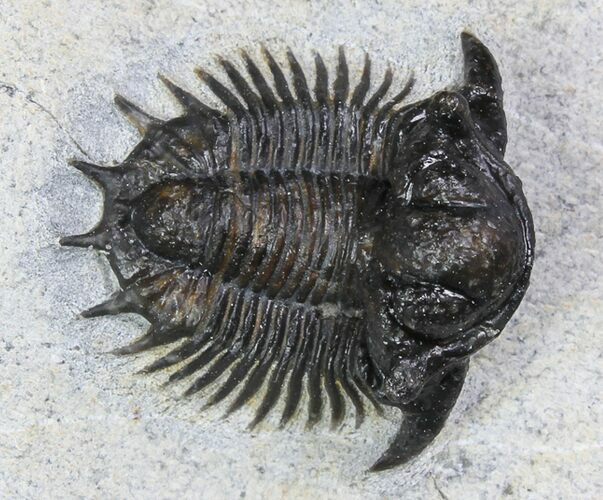 Bumpy Acanthopyge (Lobopyge) Trilobite #92942